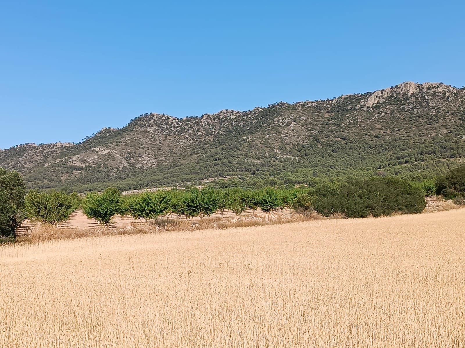 Terreno Não Urbanizado para venda em Yecla - 12 000 € (Ref: 9946822)