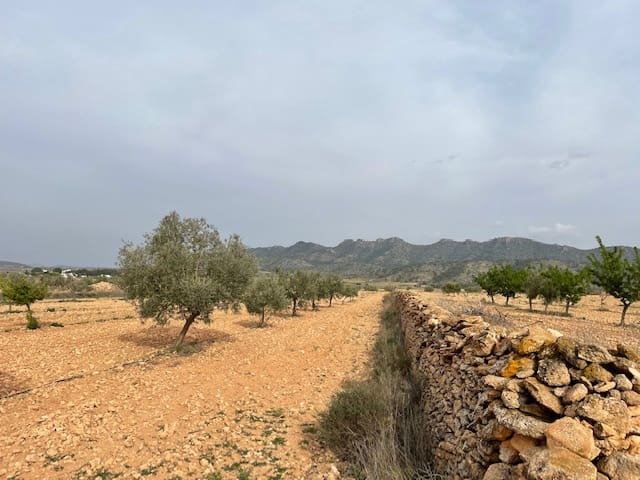 Terreno/Finca Rústica en Yecla en venta - 54.900 € (Ref: 9981449)