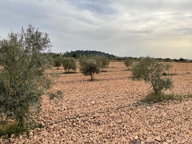 Terreno/Finca Rústica en Yecla en venta - 54.900 € (Ref: 9981449)