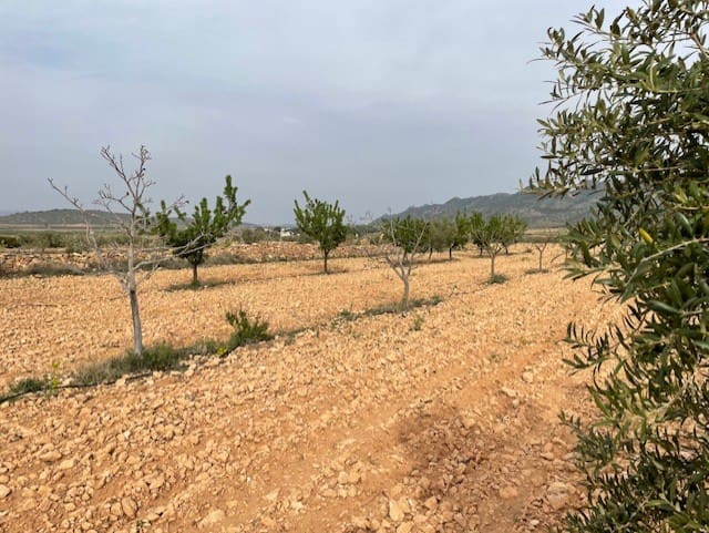Terreno/Finca Rústica en Yecla en venta - 54.900 € (Ref: 9981449)