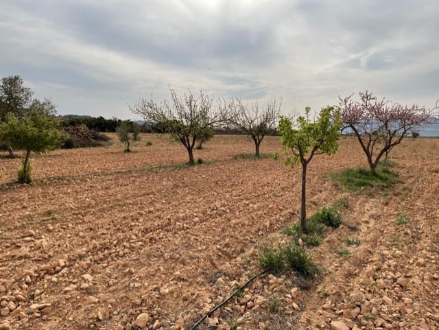 Terreno/Finca Rústica en Yecla en venta - 54.900 € (Ref: 9981449)