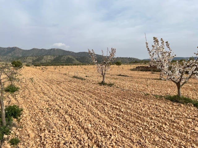 Terreno/Finca Rústica en Yecla en venta - 54.900 € (Ref: 9981449)