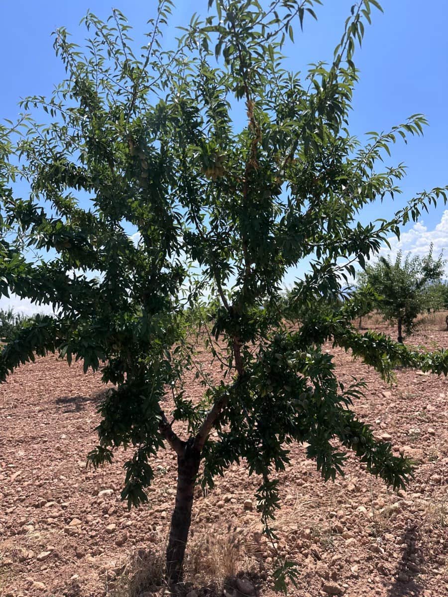 Ubebygd land til salgs i Granada by - € 255 000 (Ref: 9985307)