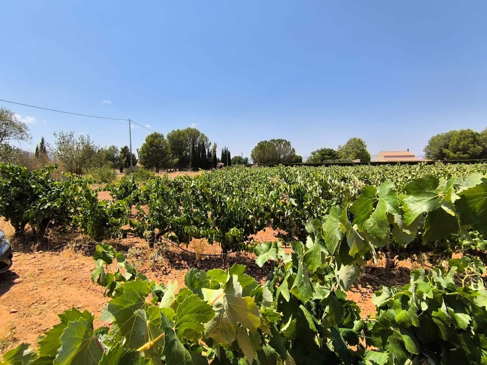 Terreno/Finca Rústica en Yecla en venta - 120.000 € (Ref: 9989959)