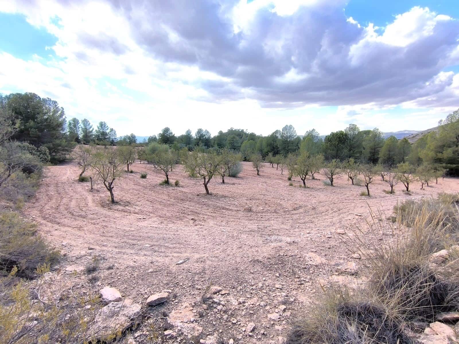 Terreno/Finca Rústica en Yecla en venta - 120.000 € (Ref: 9989959)