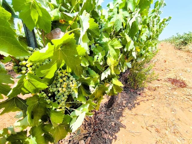 Terreno/Finca Rústica en Yecla en venta - 120.000 € (Ref: 9989959)