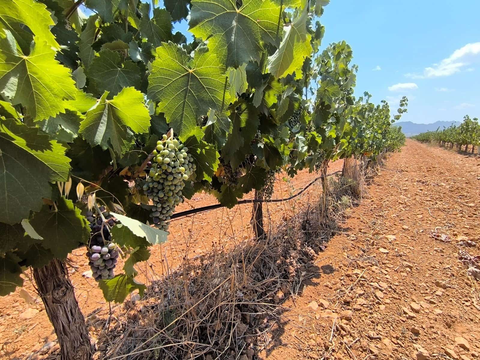Terreno/Finca Rústica en Yecla en venta - 120.000 € (Ref: 9989959)