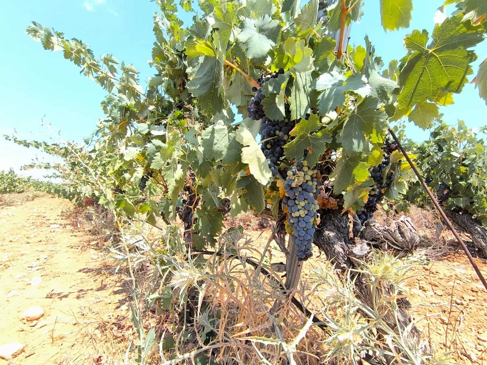 Terreno/Finca Rústica en Yecla en venta - 120.000 € (Ref: 9989959)