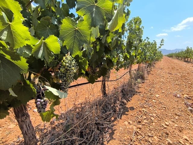Terreno/Finca Rústica en Yecla en venta - 120.000 € (Ref: 9989959)