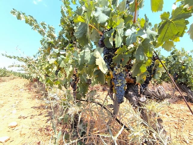 Terreno/Finca Rústica en Yecla en venta - 120.000 € (Ref: 9989959)