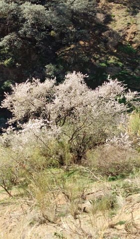 Landgrundstück zu verkaufen in Málaga Stadt - 139.900 € (Ref: 8835379)