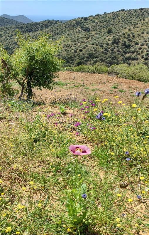 Landgrundstück zu verkaufen in Malaga Stadt - 139.900 € (Ref: 8835379)