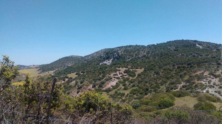 Grunde uden byggetilladelser til salg i Moron de la Frontera - € 695.000 (Ref: 9066552)