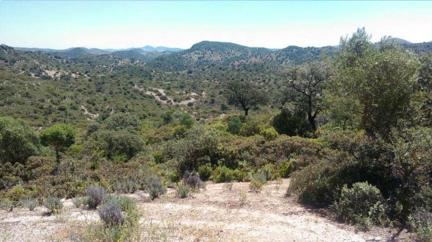 Grunde uden byggetilladelser til salg i Moron de la Frontera - € 695.000 (Ref: 9066552)