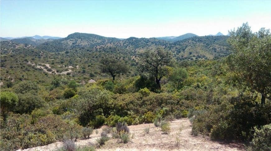 Grunde uden byggetilladelser til salg i Moron de la Frontera - € 695.000 (Ref: 9066552)