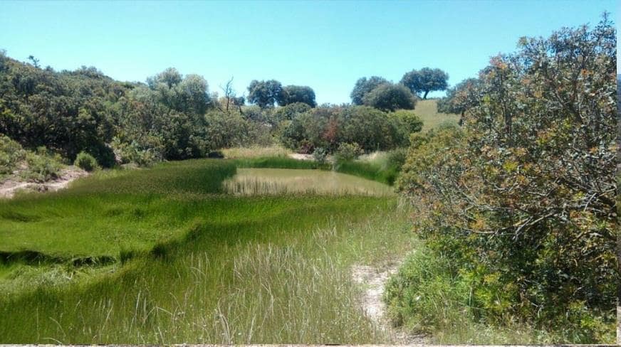 Grunde uden byggetilladelser til salg i Moron de la Frontera - € 695.000 (Ref: 9066552)