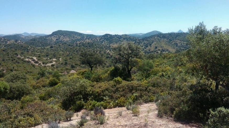 Grunde uden byggetilladelser til salg i Moron de la Frontera - € 695.000 (Ref: 9066552)