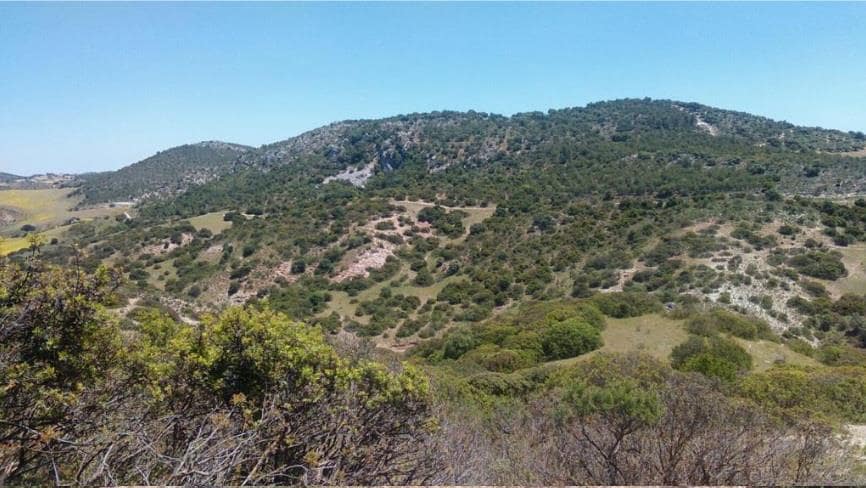 Grunde uden byggetilladelser til salg i Moron de la Frontera - € 695.000 (Ref: 9066552)