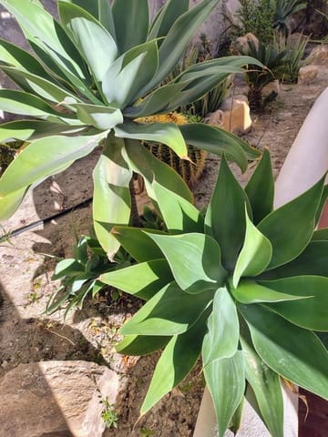 3 soverom Villa til salgs i Montiboli, La Villajoyosa / Vila Joiosa med garasje - € 490 000 (Ref: 9611461)