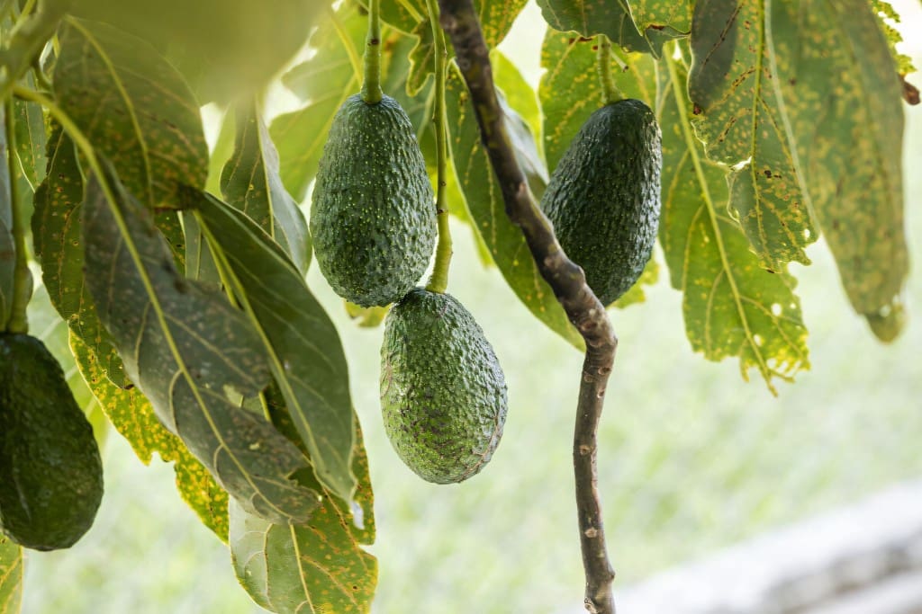 5 soveværelse Finca/Landehus til salg i Entrerrios med swimmingpool garage - € 2.995.000 (Ref: 8435581)