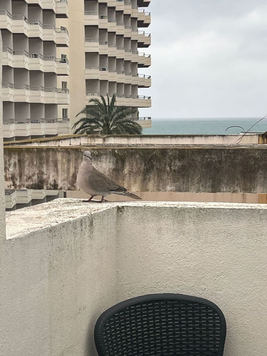 2 sypialnia Apartament przy plaży na sprzedaż w Torremolinos - 339 000 € (Ref: 9646489)