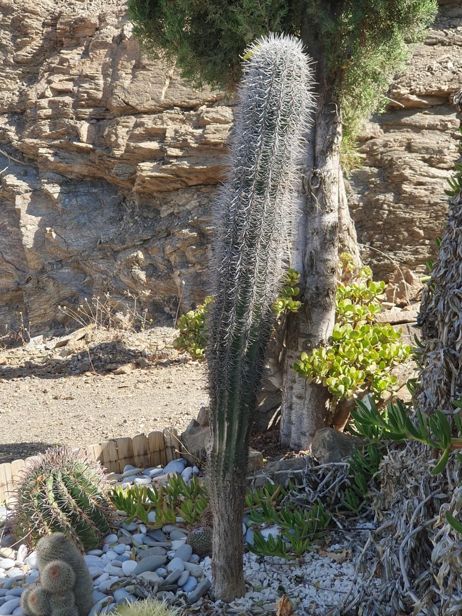 2 soverom Finca/Herregård til salgs i Velez-Malaga - € 168 000 (Ref: 8361959)