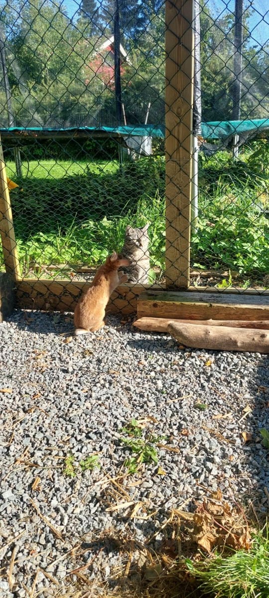 Finca/Landgut zu verkaufen in Torrox mit Garage - 440.000 € (Ref: 9219490)