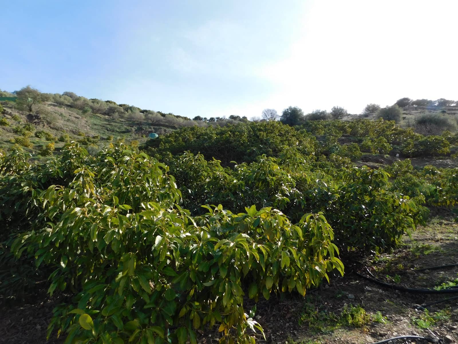 3 sovrum Finca/Hus på landet till salu i Torrox - 170 000 € (Ref: 9396717)