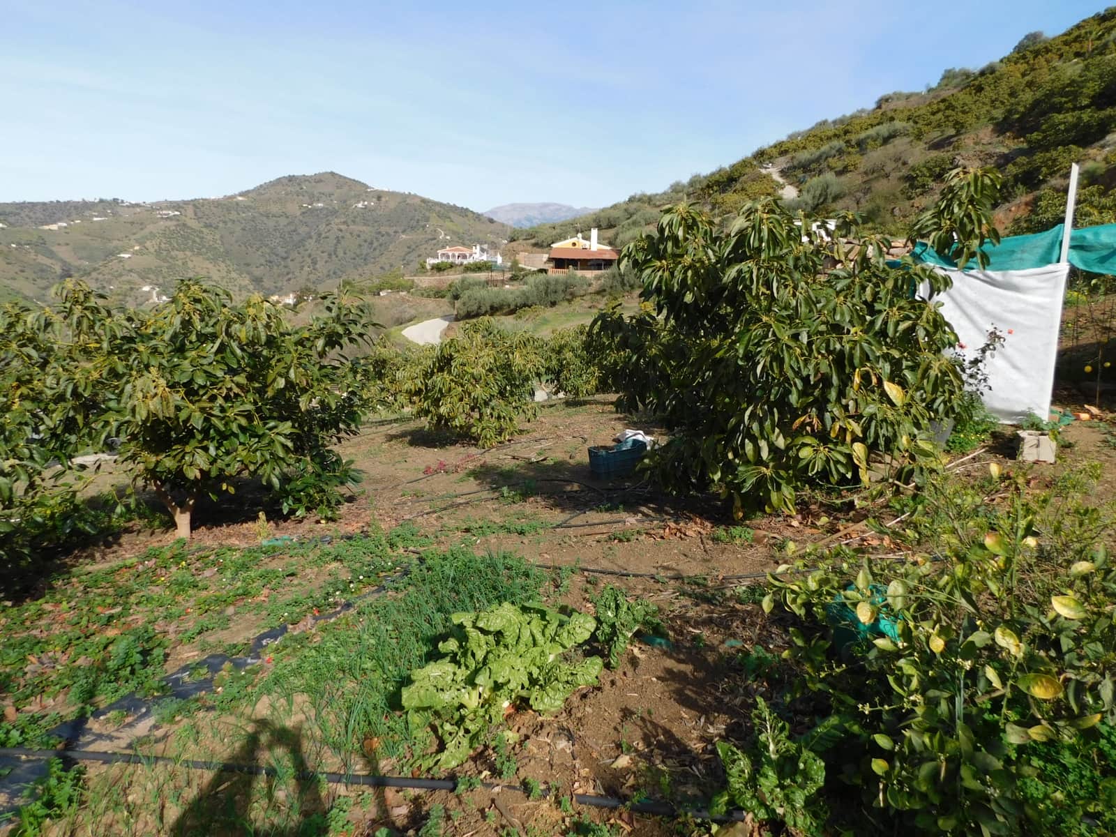 3 sovrum Finca/Hus på landet till salu i Torrox - 170 000 € (Ref: 9396717)