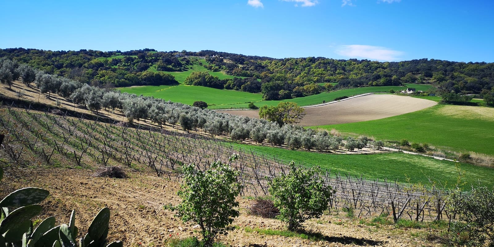 3 soveværelse Finca/Landehus til salg i Ronda med swimmingpool - € 750.000 (Ref: 4799026)