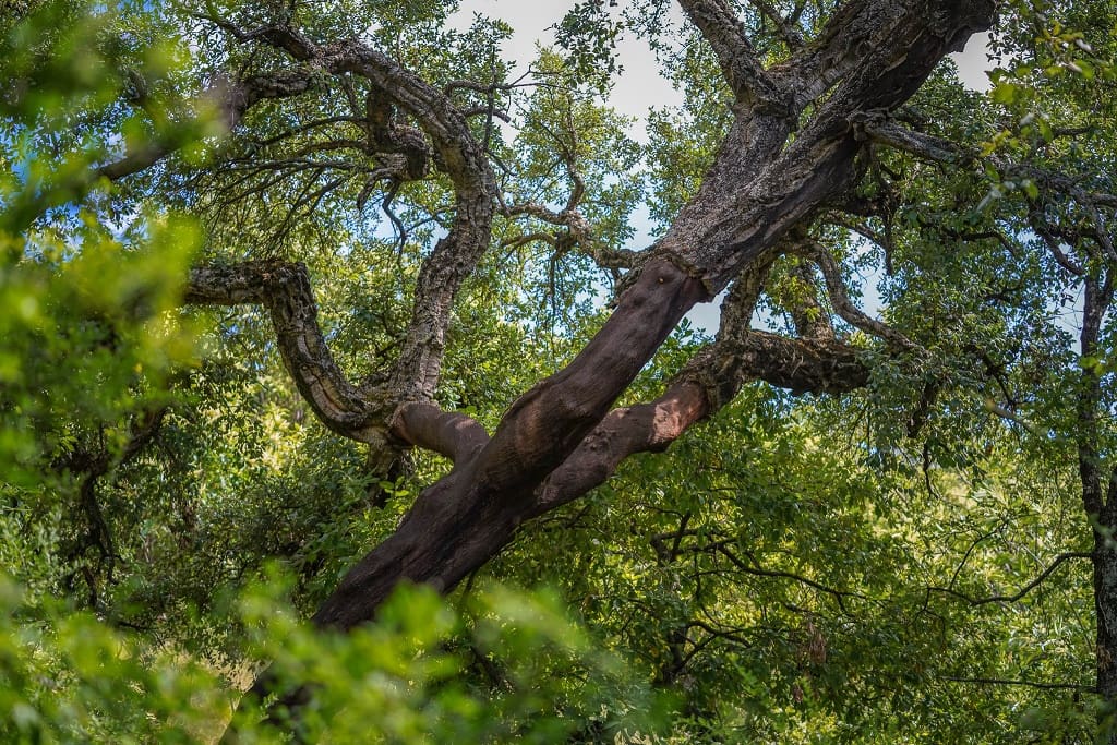 2 soveværelse Finca/Landehus til salg i Genalguacil - € 425.000 (Ref: 6323367)