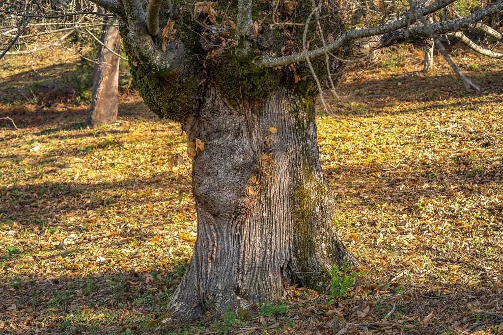 2 soveværelse Finca/Landehus til salg i Genalguacil - € 425.000 (Ref: 6323367)