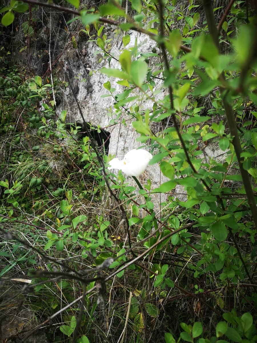 Finca/Herregård til salgs i Jubrique - € 179 000 (Ref: 6840064)