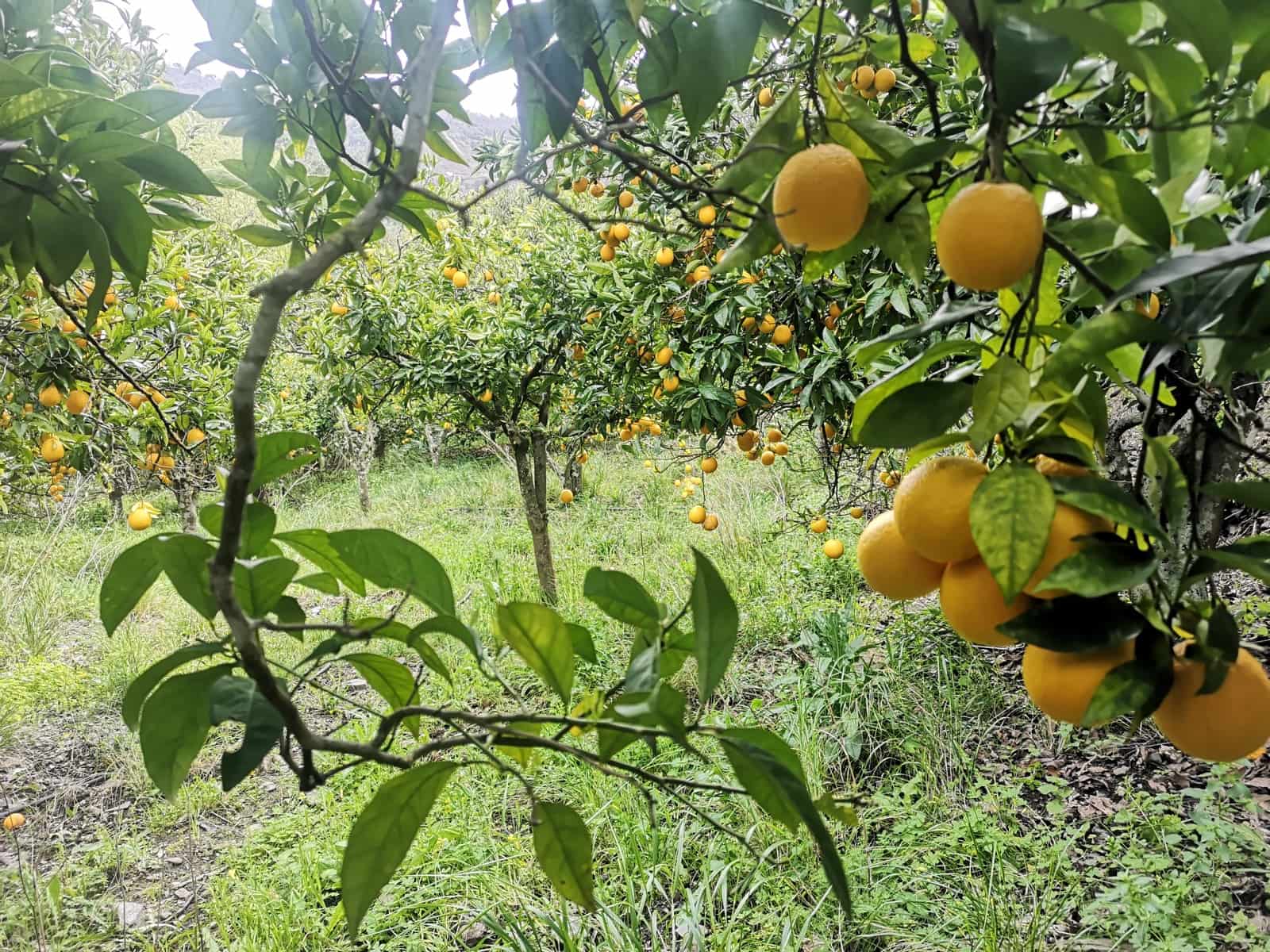 Finca/Herregård til salgs i Jubrique - € 179 000 (Ref: 6840064)