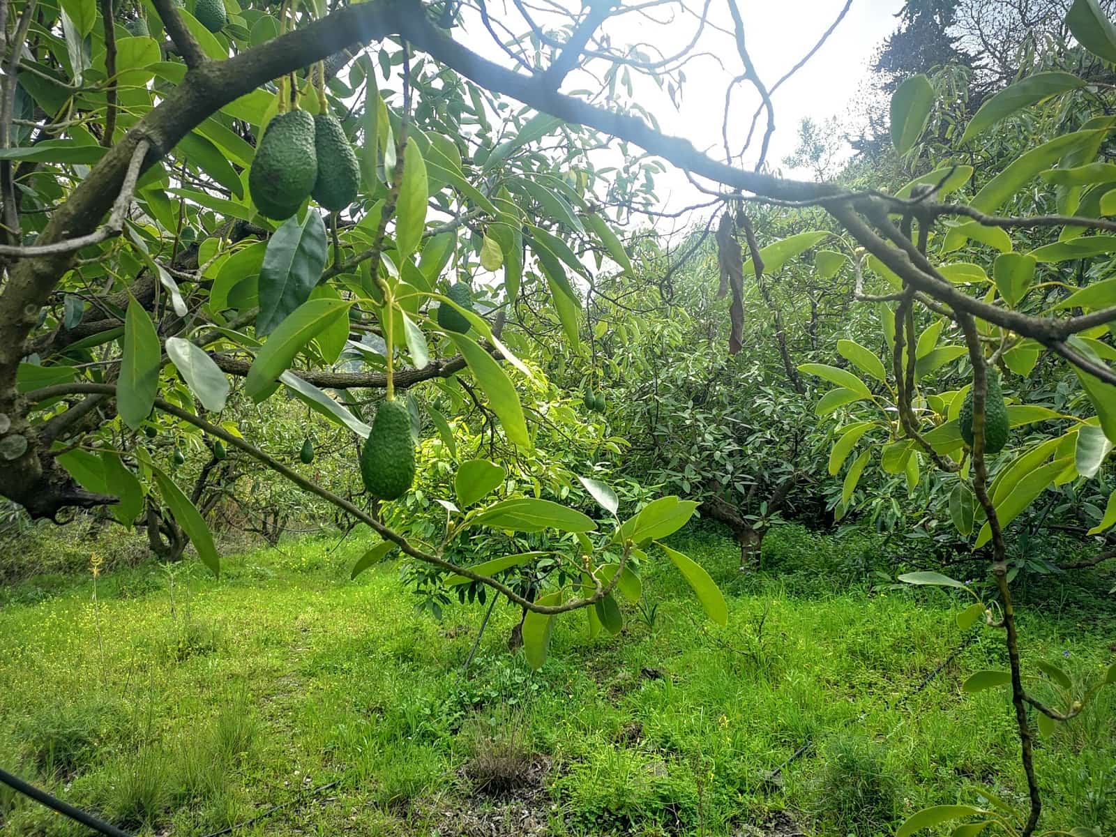 Finca/Herregård til salgs i Jubrique - € 179 000 (Ref: 6840064)