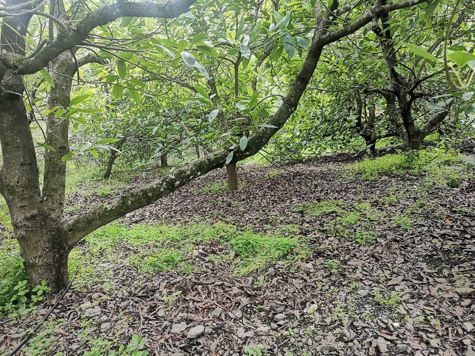 Finca/Herregård til salgs i Jubrique - € 179 000 (Ref: 6840064)