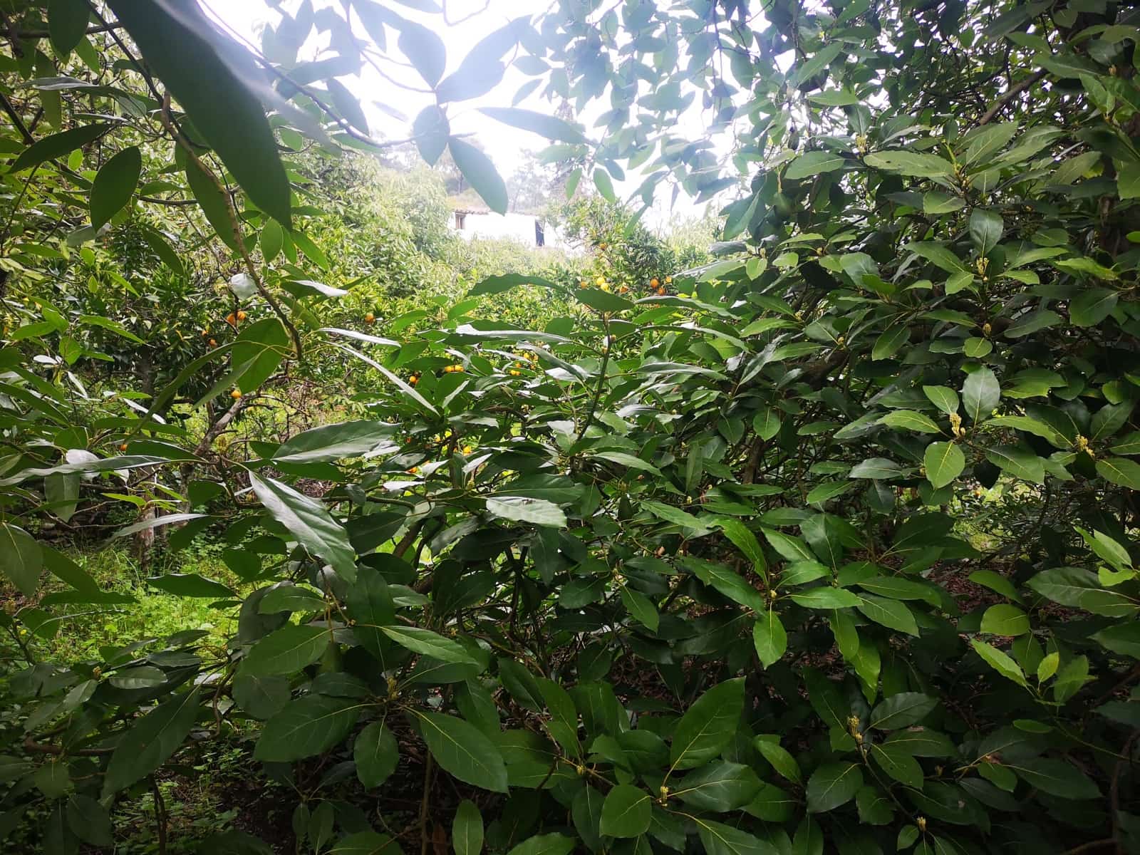 Finca/Herregård til salgs i Jubrique - € 179 000 (Ref: 6840064)