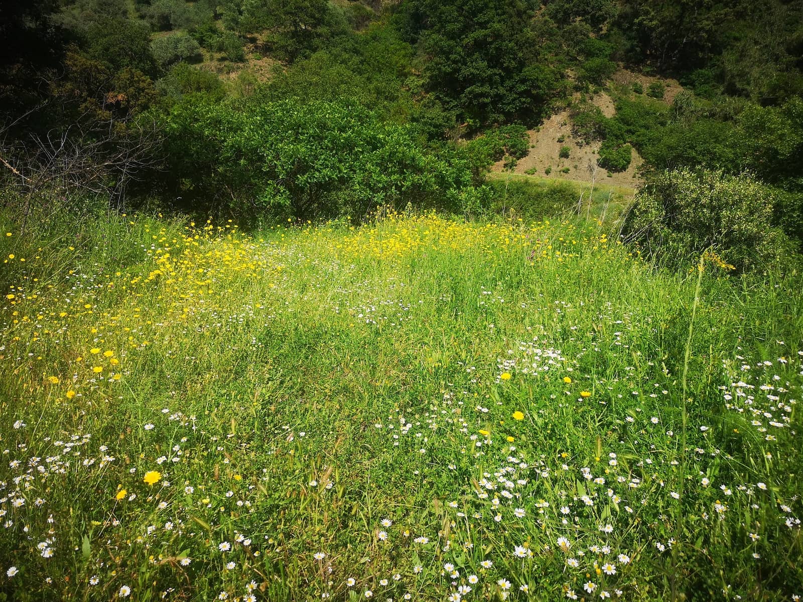 Finca/Herregård til salgs i Jubrique - € 179 000 (Ref: 6840064)