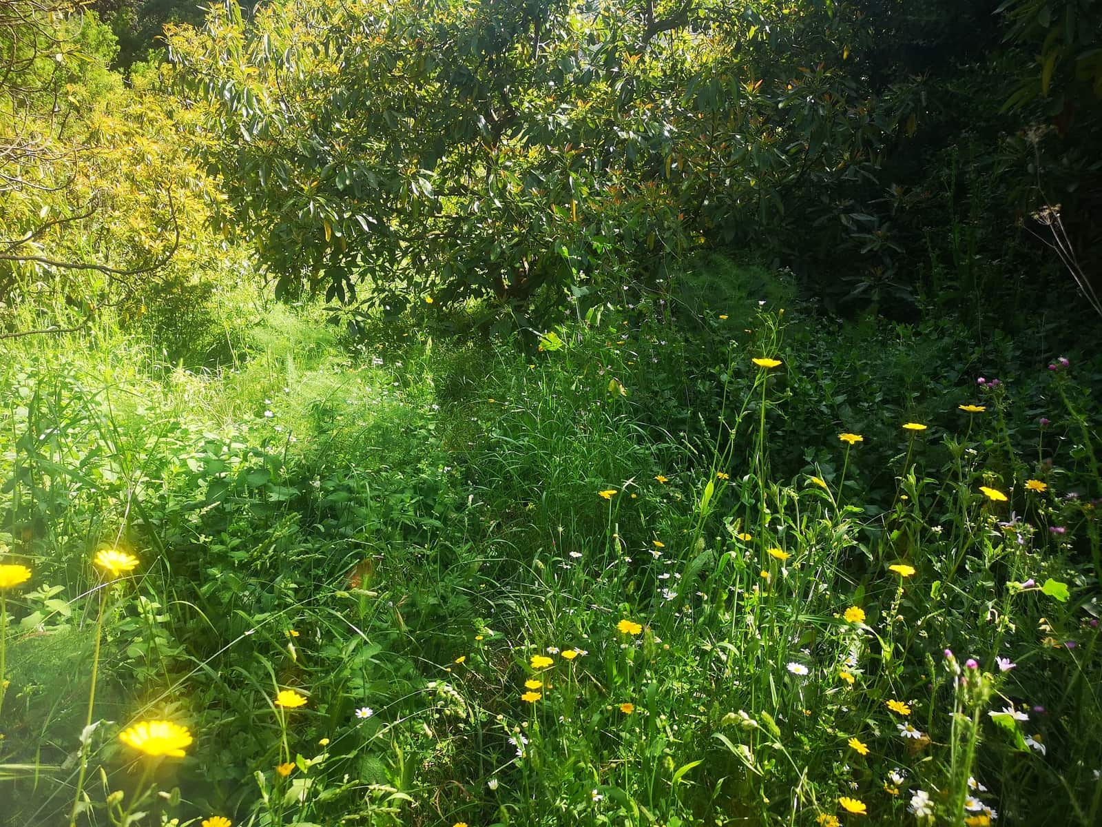 Finca/Herregård til salgs i Jubrique - € 179 000 (Ref: 6840064)