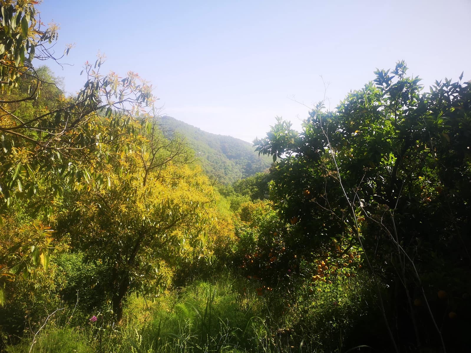 Finca/Herregård til salgs i Jubrique - € 179 000 (Ref: 6840064)