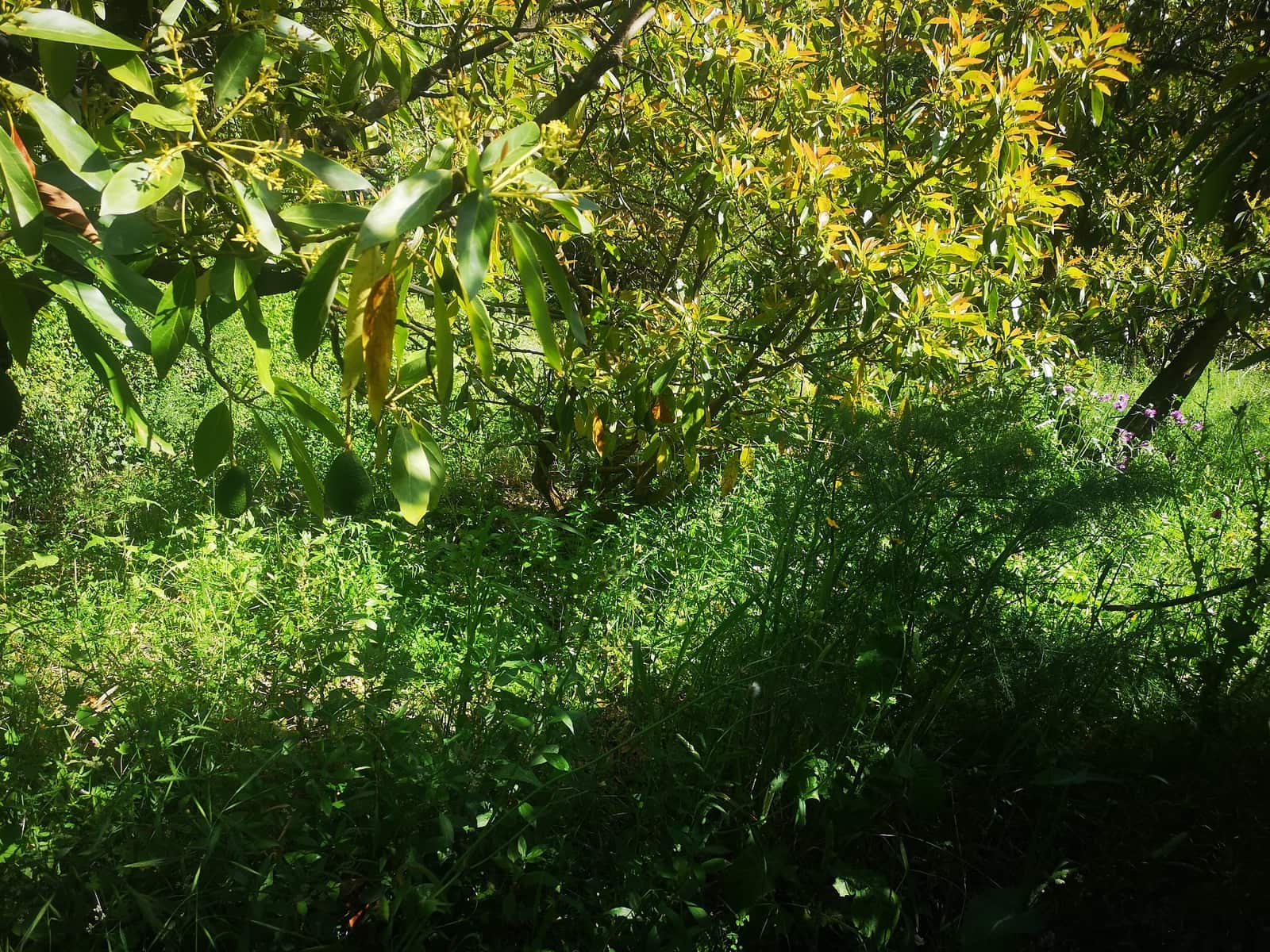 Finca/Herregård til salgs i Jubrique - € 179 000 (Ref: 6840064)