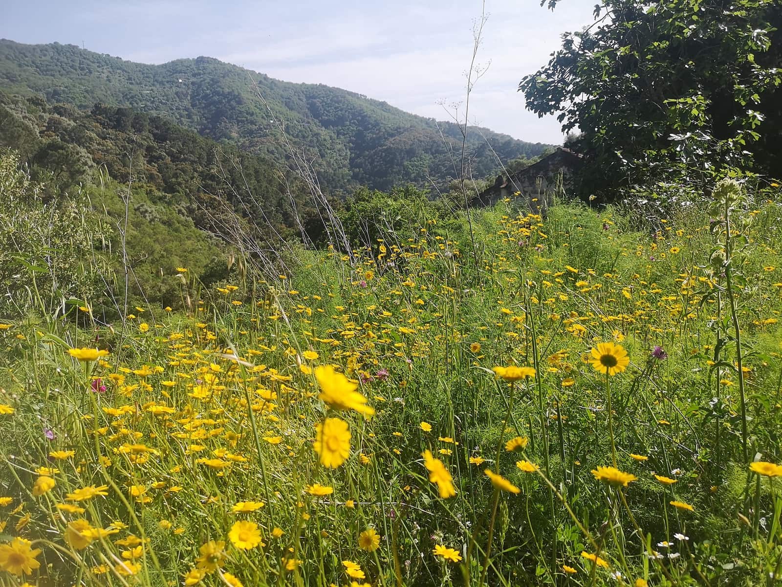 Finca/Herregård til salgs i Jubrique - € 179 000 (Ref: 6840064)