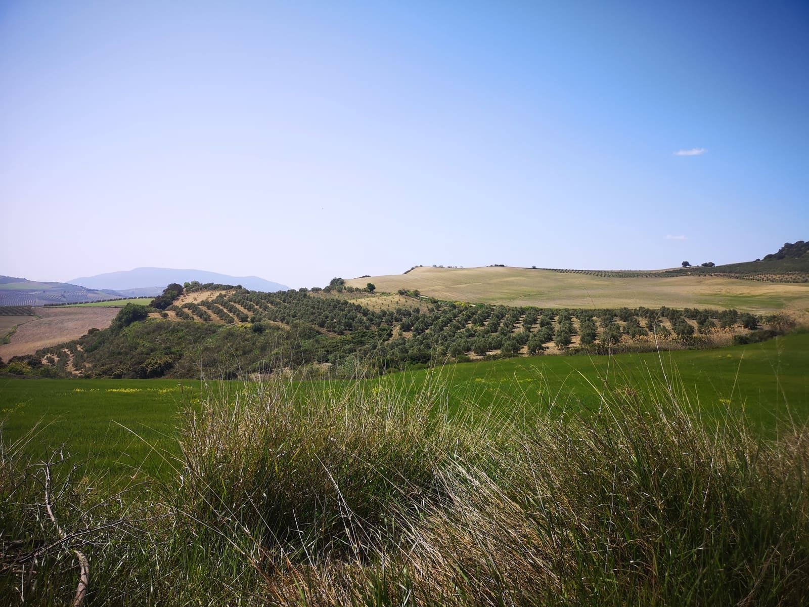 Finca/Landehus til salg i Torre-Alhaquime - € 750.000 (Ref: 6915162)