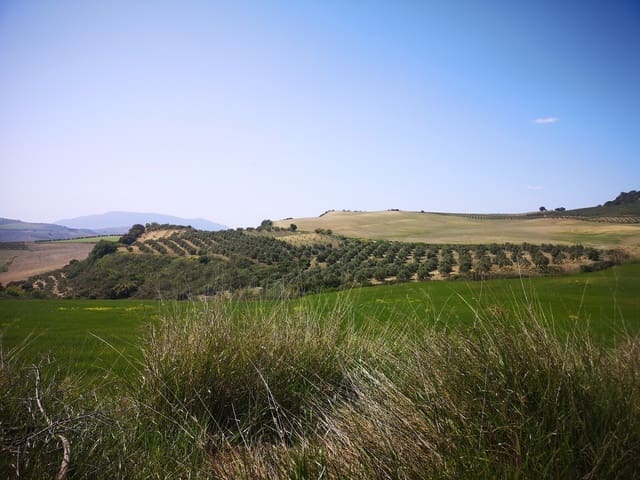 Finca/Landehus til salg i Torre-Alháquime - € 750.000 (Ref: 6915162)