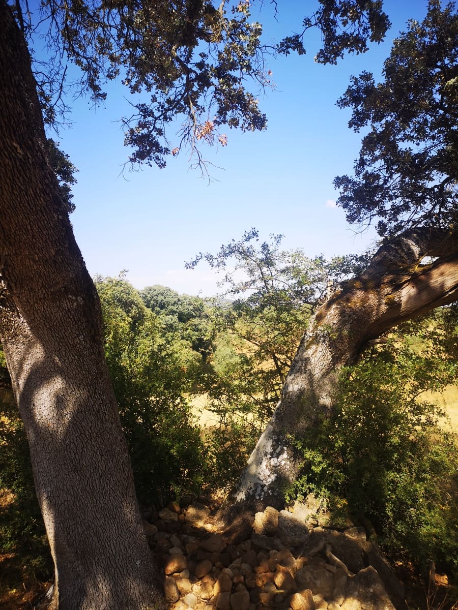 5 soverom Finca/Herregård til salgs i Ronda - € 798 000 (Ref: 6982501)