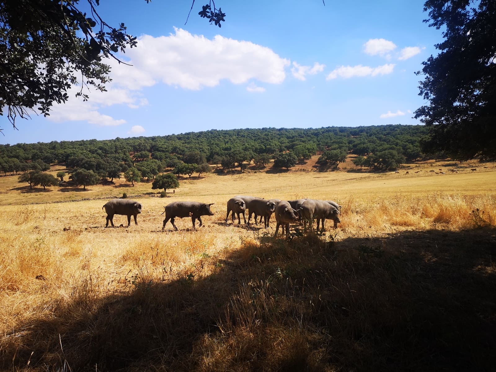 5 soverom Finca/Herregård til salgs i Ronda - € 798 000 (Ref: 6982501)