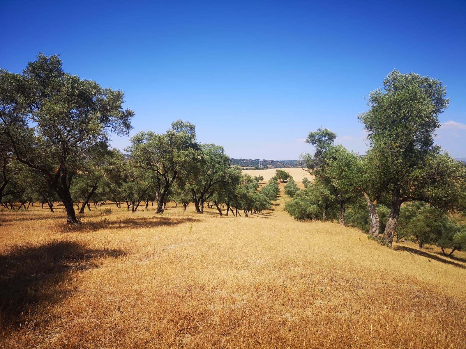 5 soverom Finca/Herregård til salgs i Ronda - € 798 000 (Ref: 6982501)