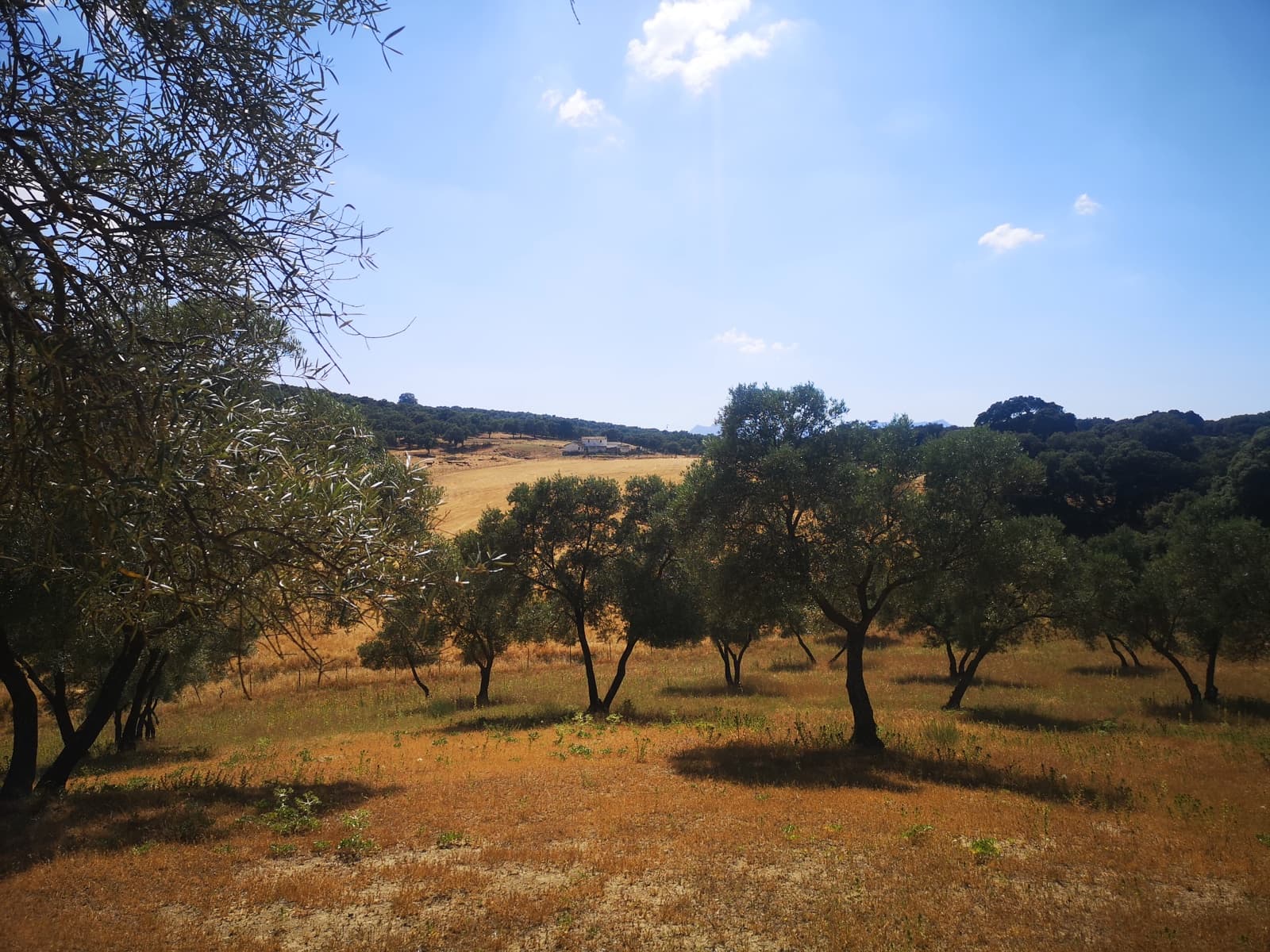 5 soverom Finca/Herregård til salgs i Ronda - € 798 000 (Ref: 6982501)