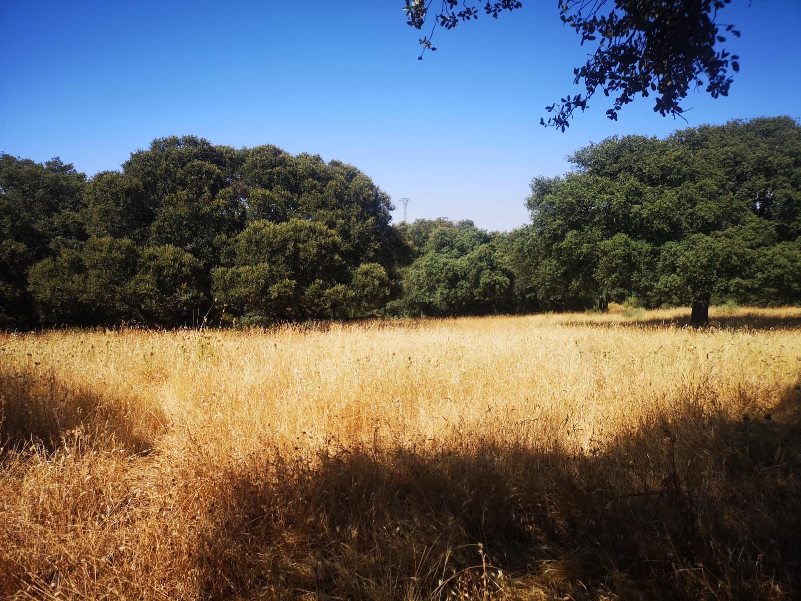 5 soverom Finca/Herregård til salgs i Ronda - € 798 000 (Ref: 6982501)