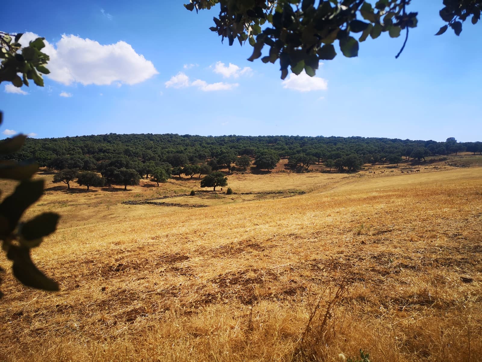 5 soverom Finca/Herregård til salgs i Ronda - € 798 000 (Ref: 6982501)